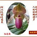 922102.4.13仙履蘭 - 複製.jpg