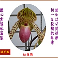 922102.4.27仙履蘭 - 複製.jpg