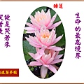 922102.3.20睡蓮 - 複製.jpg