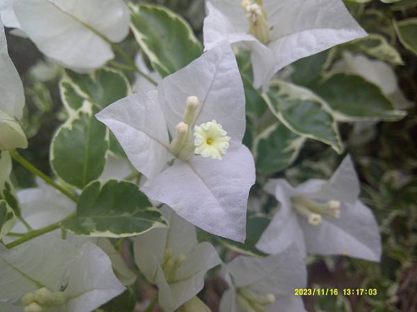 開白花斑葉白九重葛種植紀錄