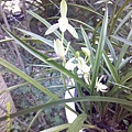DSCF0016.JPG