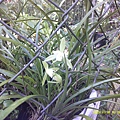 DSCF0019.JPG