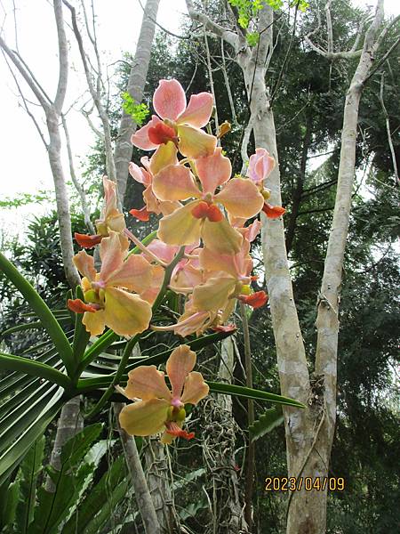 這棵萬代蘭今年開三次花