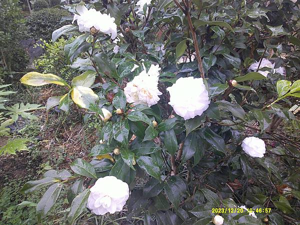 園區白寶塔茶花開花了