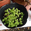 DSCN7490.JPG