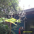 DSCF0001.JPG