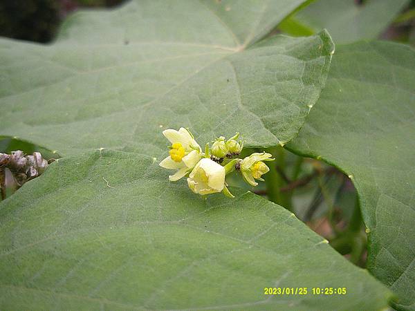 DSCF0023.JPG
