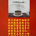 文竹.jpg