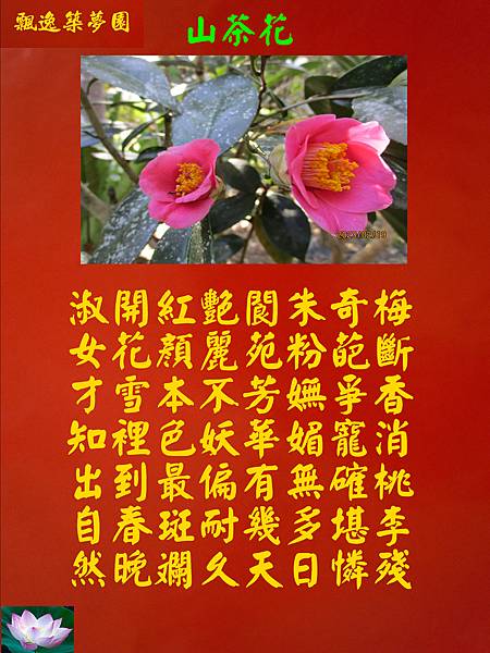 山茶花.jpg