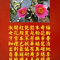 山茶花.jpg