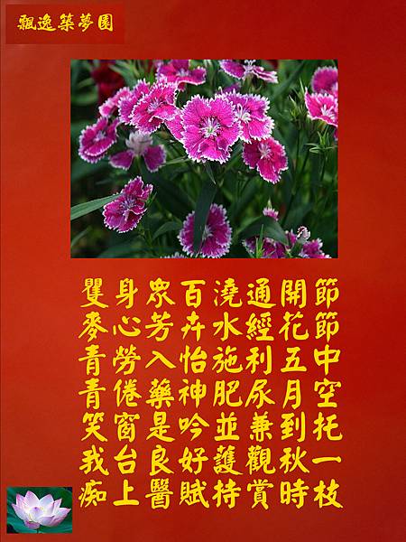 石竹花.jpg