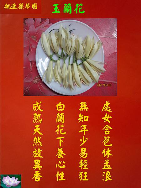 玉蘭花.jpg