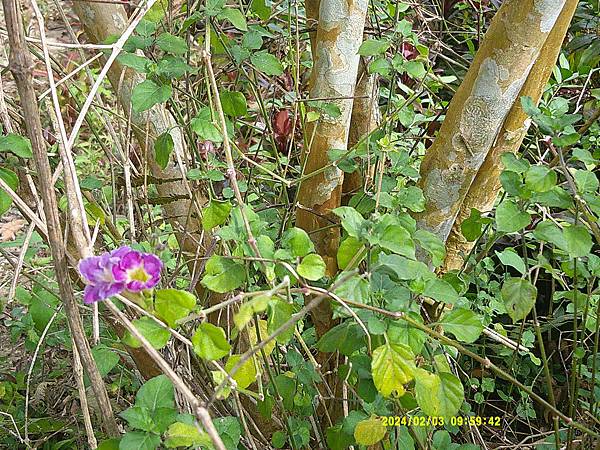 赤道櫻草