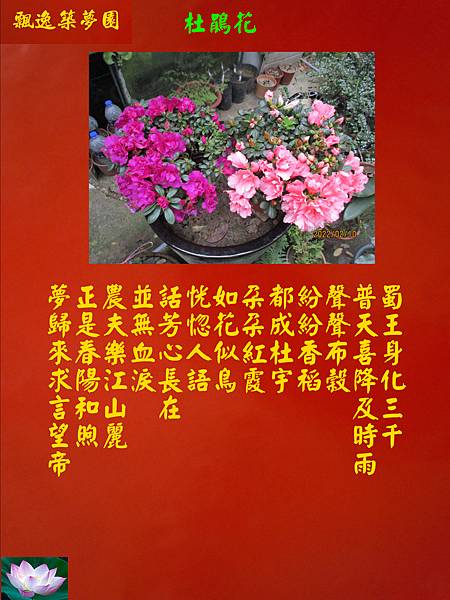 杜鵑花.jpg