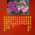 杜鵑花.jpg