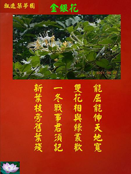 金銀花.jpg