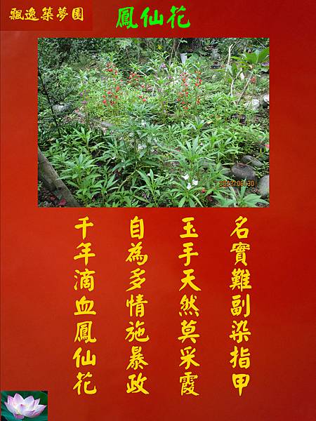 鳳仙花.jpg