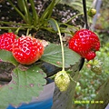 DSCF0013.JPG