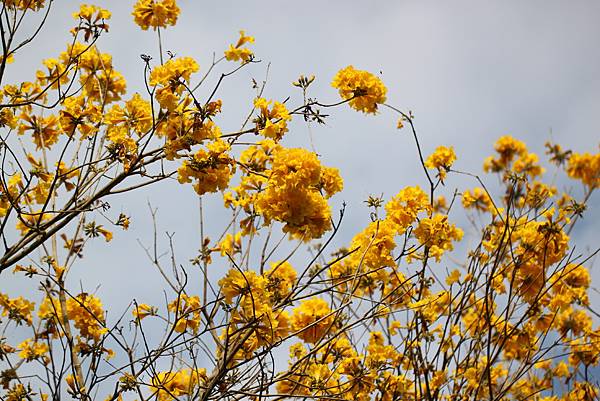 黃花風鈴木