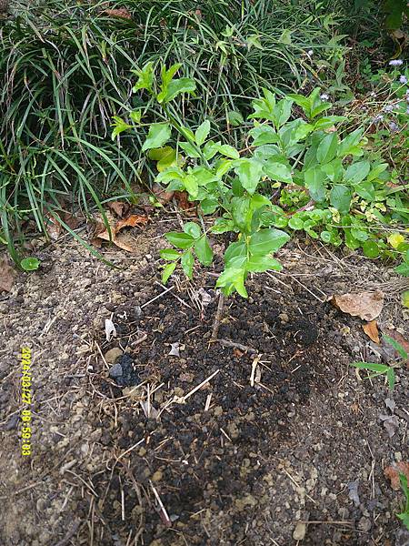 和田大果紅棗種植紀錄