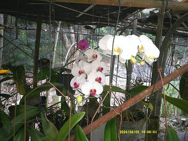 DSCF0009.JPG