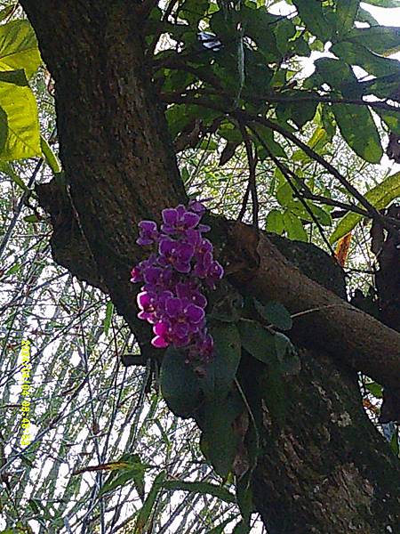 DSCF0008.JPG
