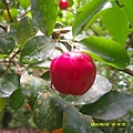 DSCF0013.JPG