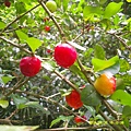 DSCF0009.JPG