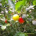 DSCF0016.JPG