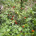 DSCF0023.JPG