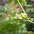 DSCF0026.JPG