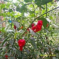 DSCF0025.JPG