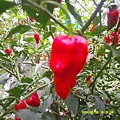 DSCF0028.JPG