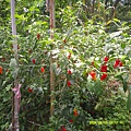 DSCF0020.JPG