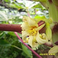 DSCF0033.JPG