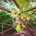 DSCF0031.JPG