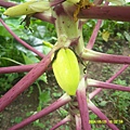 DSCF0032.JPG