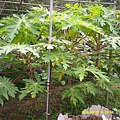 DSCF0034.JPG
