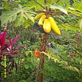DSCF0004.JPG