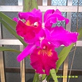 DSCF0007.JPG