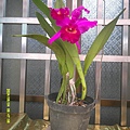 DSCF0006.JPG