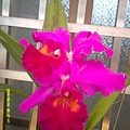 DSCF0004.JPG
