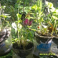 DSCF0006.JPG