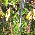 DSCF0004.JPG