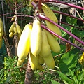 DSCF0003.JPG