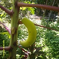 DSCF0001.JPG