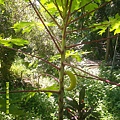 DSCF0004.JPG