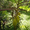 DSCF0005.JPG