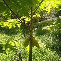 DSCF0006.JPG