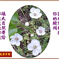 22100.2.18梨花.jpg
